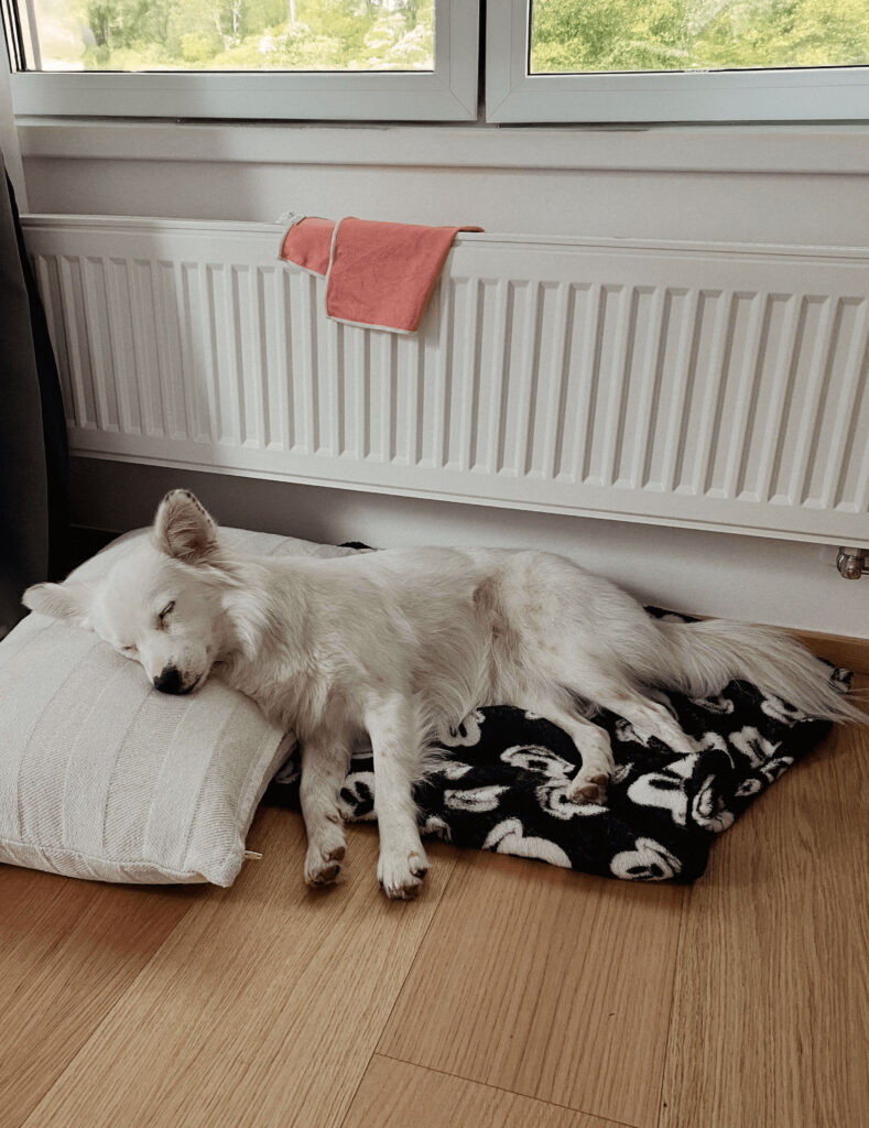 Central Heating Services and a sleeping dog 